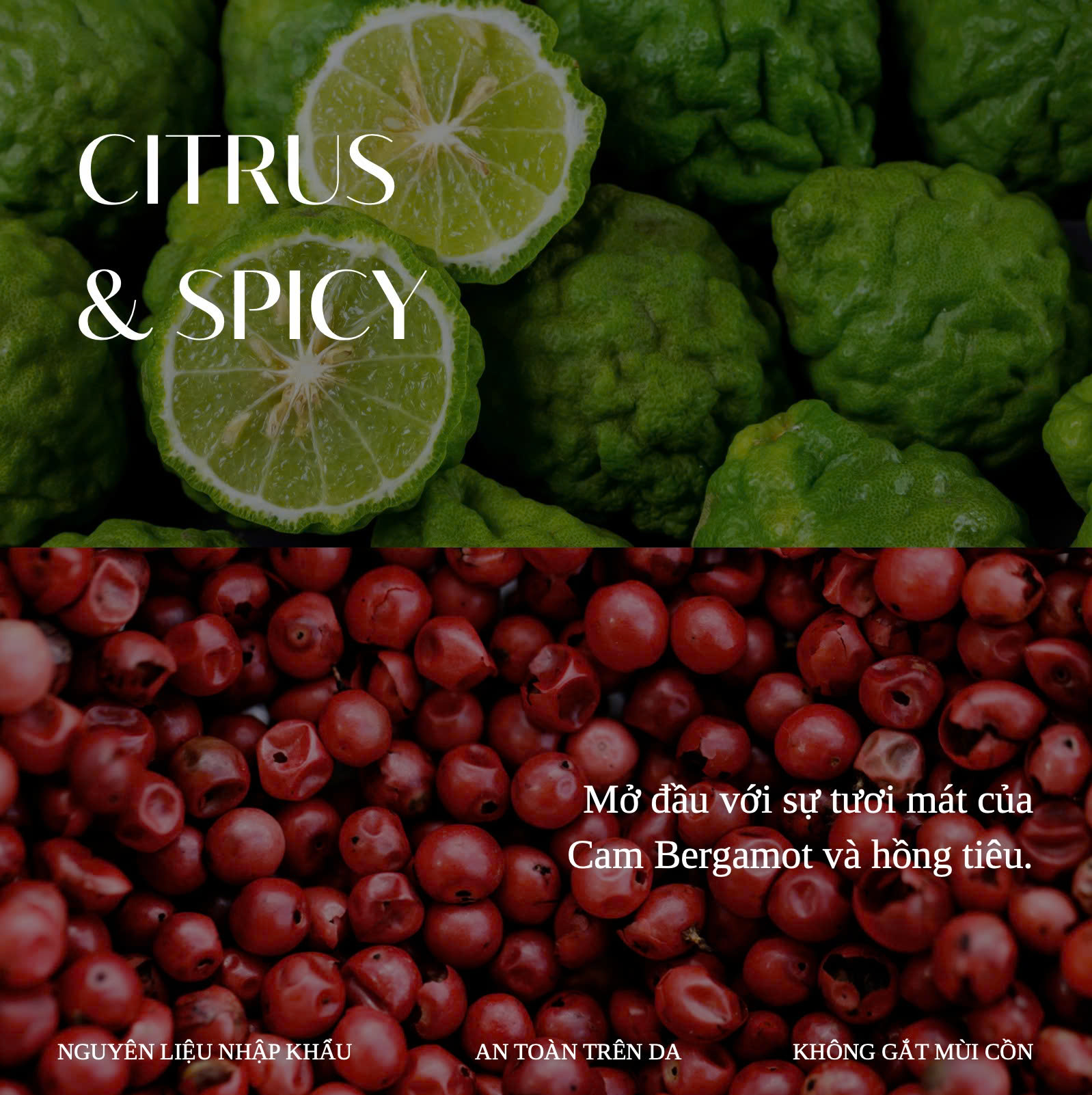 COCO BLANC – lấy cảm hứng từ Tom Ford Soleil Blanc - Ảnh 2